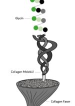 Glycin (Kollagensynthese) - Bild 4